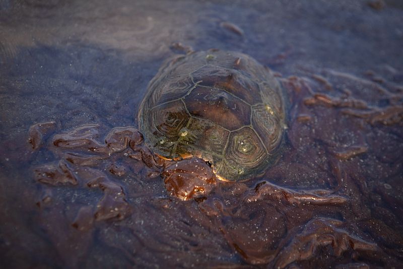 Más de 700 tortugas marinas muertas o heridas por el vertido de petróleo del Golfo de México