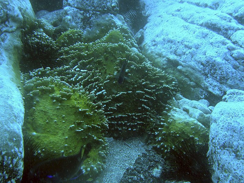 Descubren corales tropicales de aguas cálidas en la costa de Tenerife