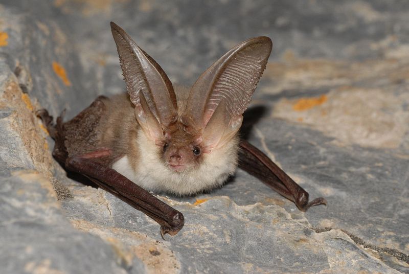 El murciélago orejudo alpino renace en Cataluña
