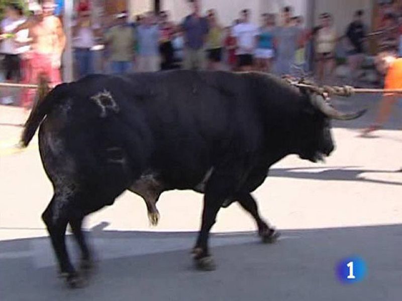 El sufrimiento de los toros en los 'correbous'