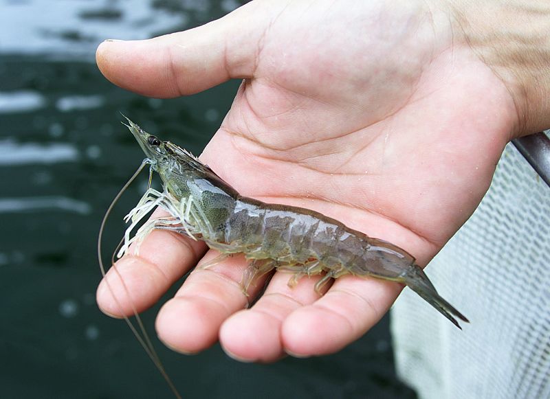 Una gamba escocesa, la superviviente del planeta