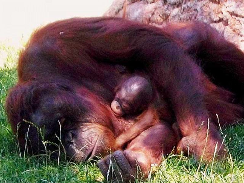 Nace el primer orangután del Zoo de Madrid