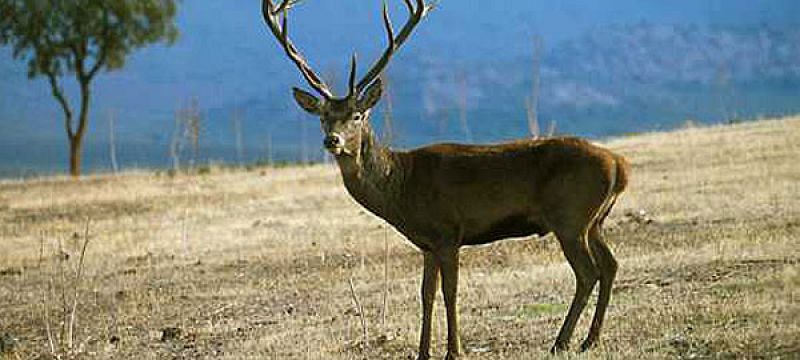 Investigan la muerte de decenas de ciervos en Zamora y León