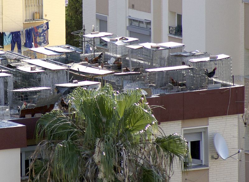 Incautan 164 gallos de pelea enjaulados en seis azoteas de Málaga