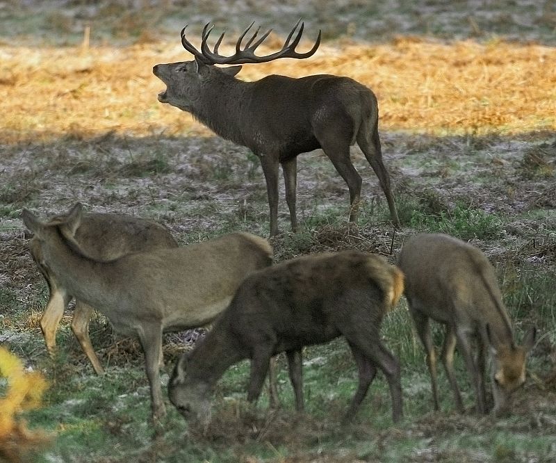 Una bacteria, la causa de la muerte masiva de ciervos en Castilla y León