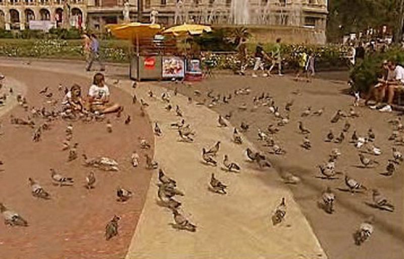 Cruzada contra las palomas
