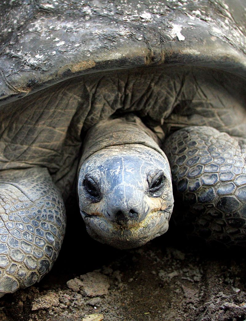 Los humanos provocaron la extinción de las tortugas gigantes hace 3.000 años