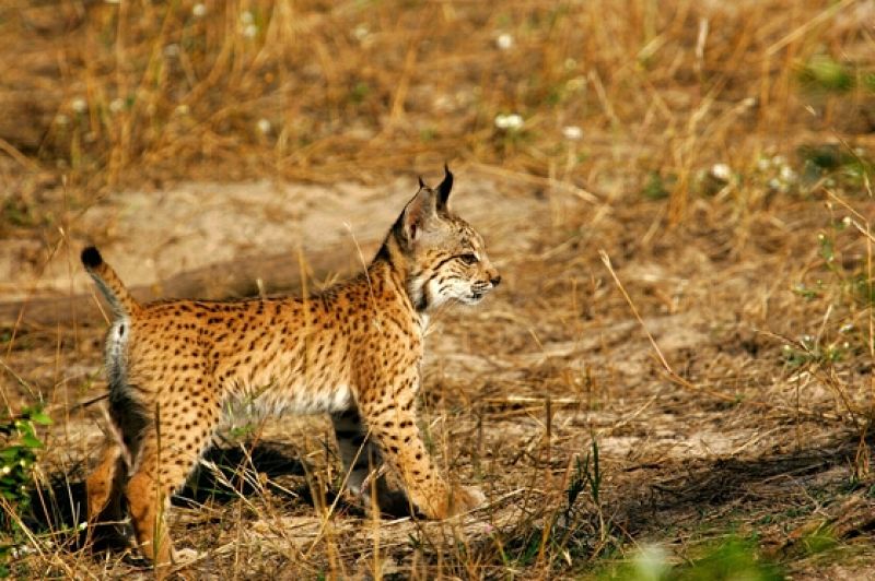 Fallece 'Geo', uno de los cachorros de lince ibérico nacido en cautividad este año
