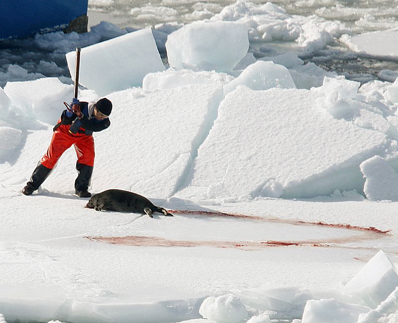En vigor la prohibición de consumo de productos derivados de las focas en el mercado europeo