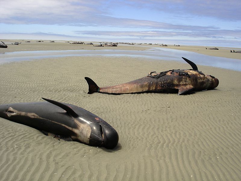 Mueren 58 ballenas varadas en Nueva Zelanda