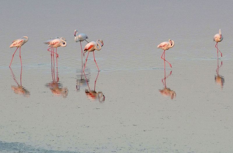 'En un lugar de la Mancha' donde se reproducen los flamencos