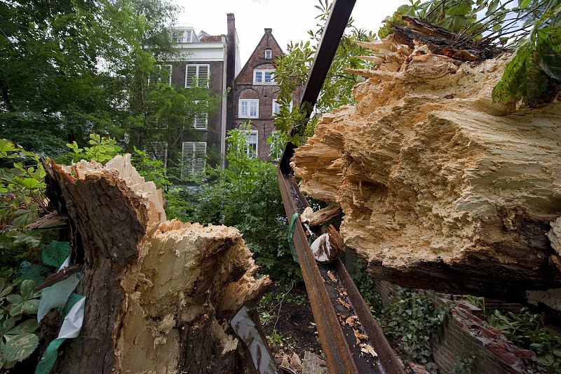 El árbol de Ana Frank cae derrumbado en Amsterdam por los fuertes vientos