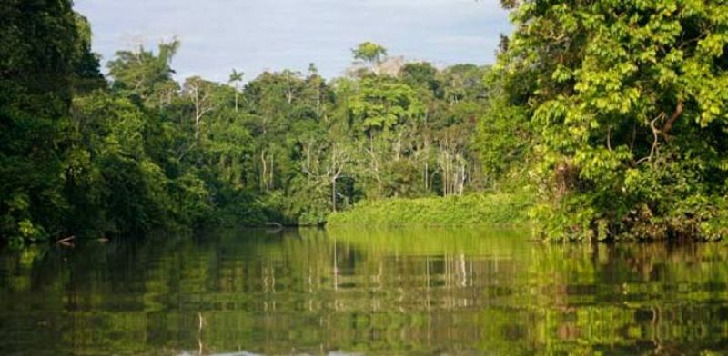 Descubren 25 nuevas especies de árboles en la Amazonía ecuatoriana