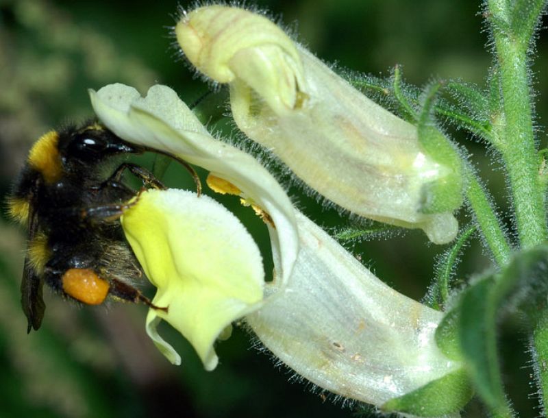 Sólo las abejas pueden con la 'flor del dragoncillo'