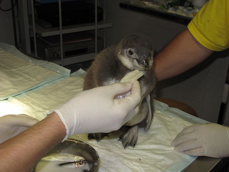 'Rellenito', un pingüino criado a mano que engrosa el 'Polo' madrileño