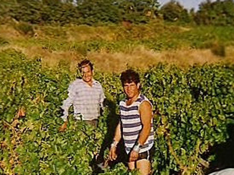 A vendimiar por la crisis