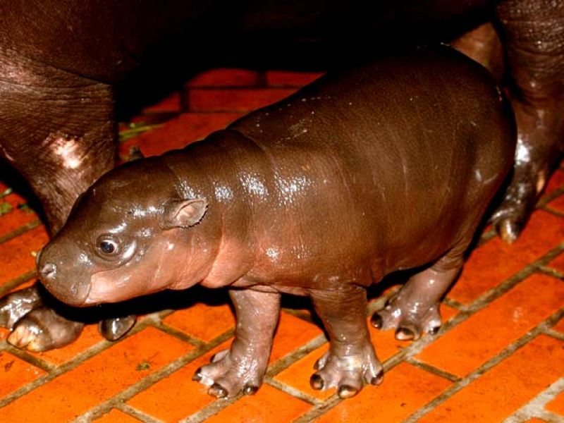 Nace un hipopótamo pigmeo en un zoo de Polonia