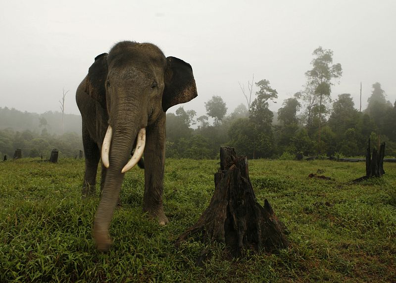 A los elefantes les asustan las hormigas