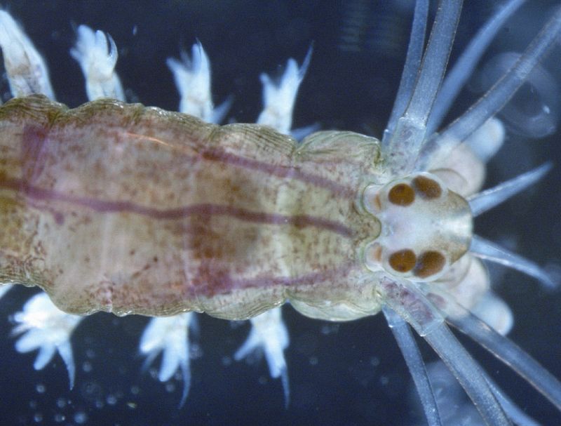 Gusanos marinos con un cerebro humano