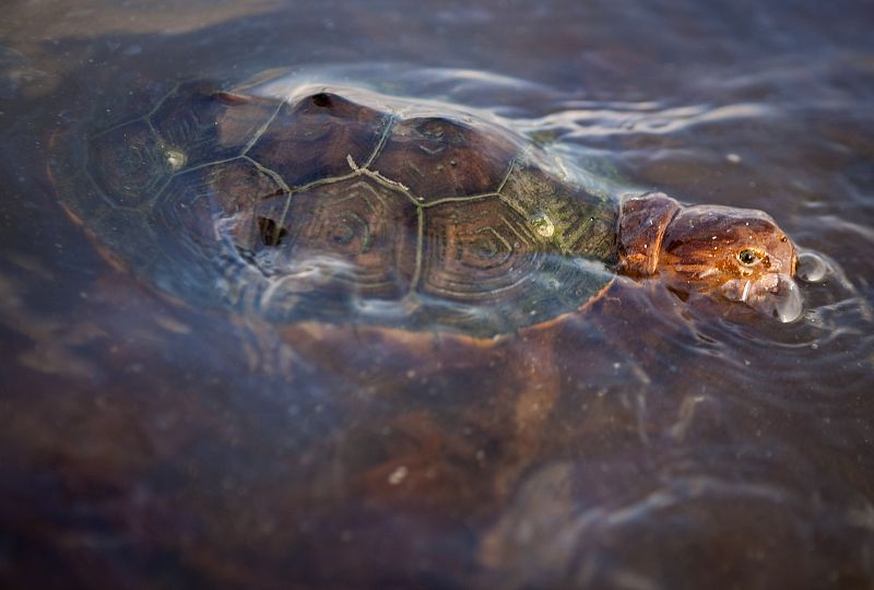 El vertido de petróleo del Golfo de México puede llegar a España por las tortugas