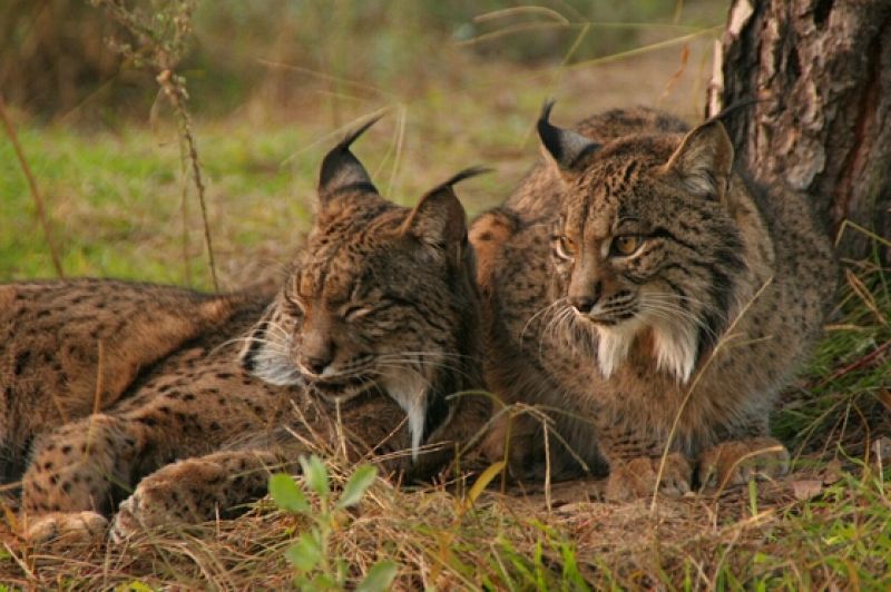 'Fado', el cuarto lince ibérico fallecido este año en Sierra Morena