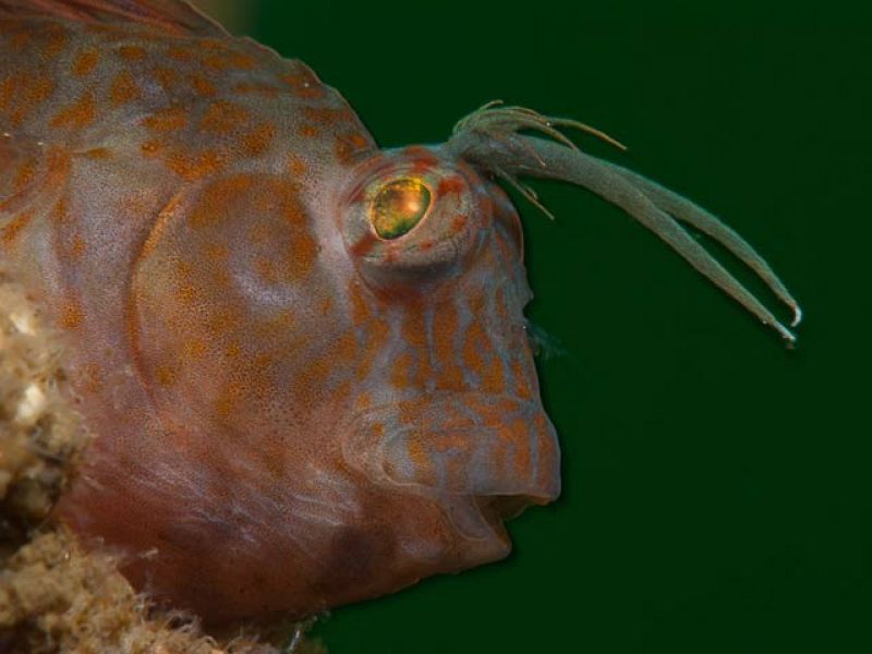 Una cámara submarina surca el vertido del Golfo de México