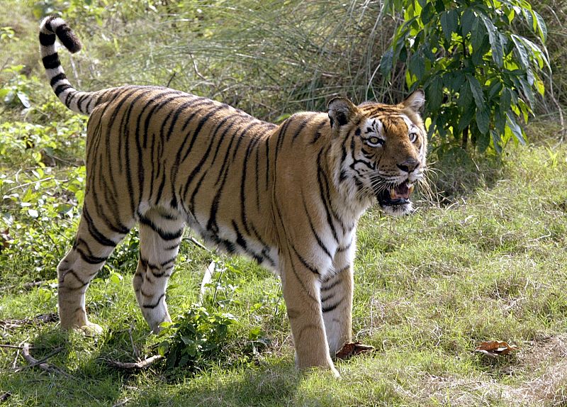 Los programas de protección de tigres los desprotegen