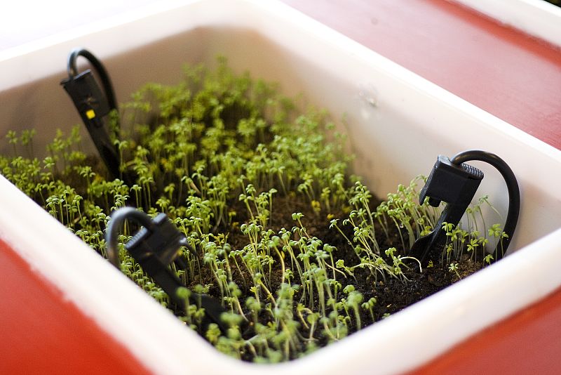 La planta que murió por exceso de amigos en Facebook