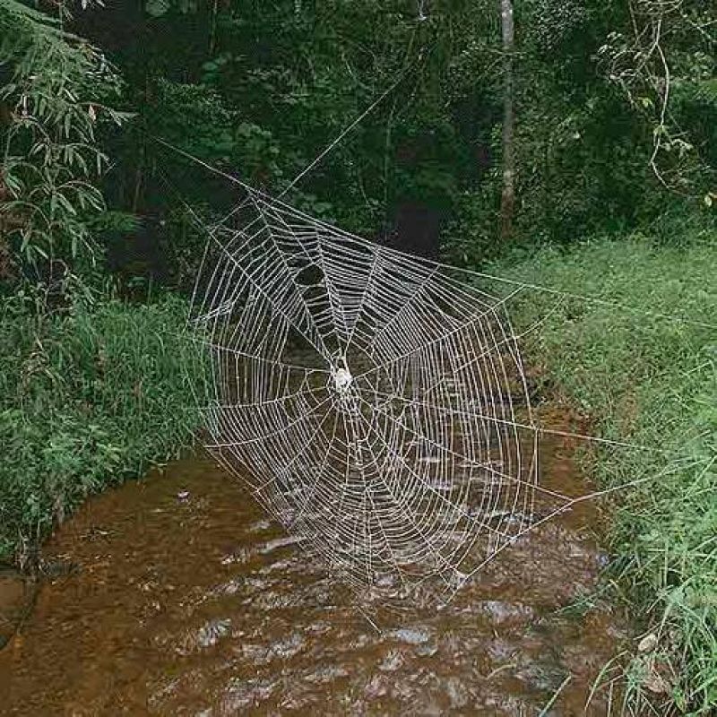 La tela de araña más grande del mundo