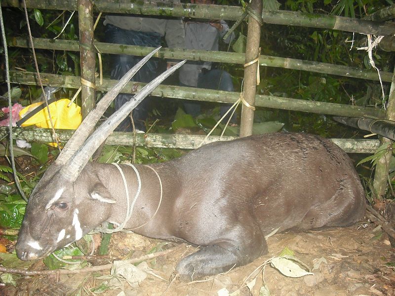 Uno de los últimos 'unicornios' asiáticos muere tras ser capturado