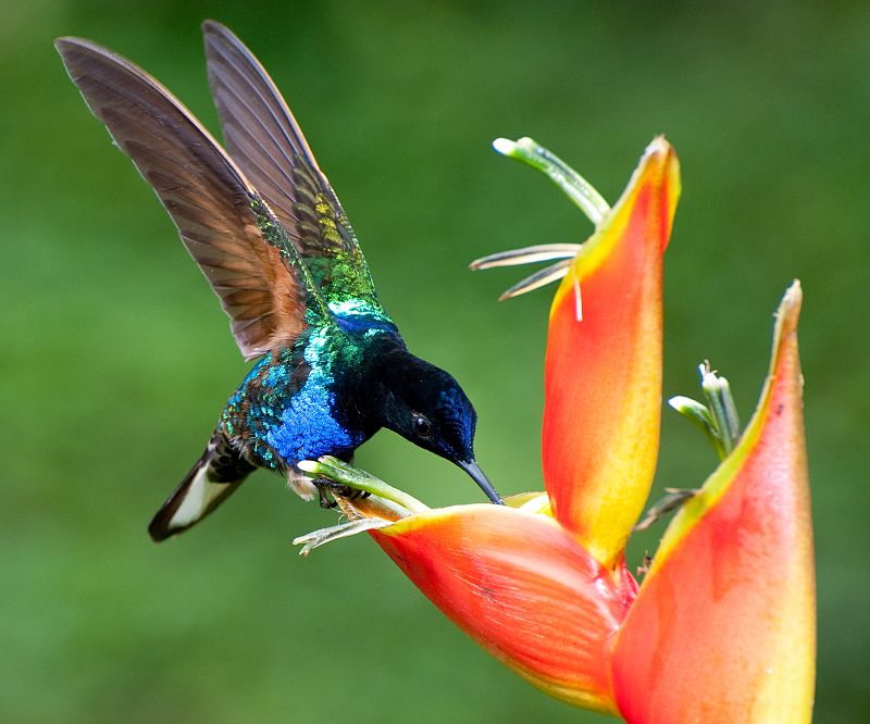 El arte de volar de los colibríes