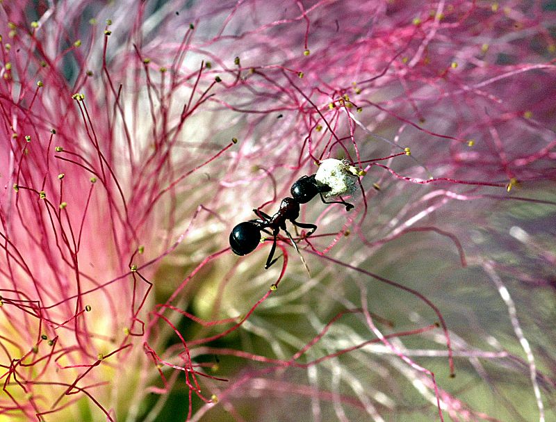 La espiral de la muerte de las hormigas