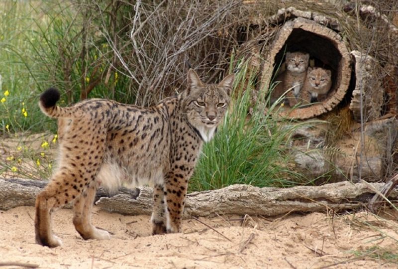 Quien disparó al lince de Doñana quería matarlo