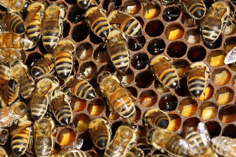 Un lector óptico evitará la muerte masiva de abejas