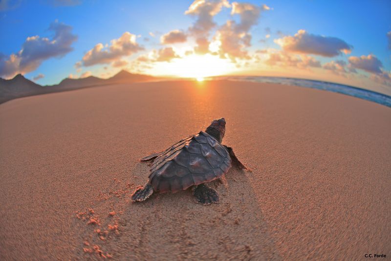 Las tortugas bobas vuelven a nadar en Canarias