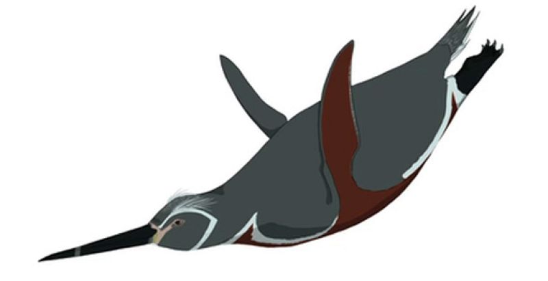 La evolución de los pingüinos al blanco y negro