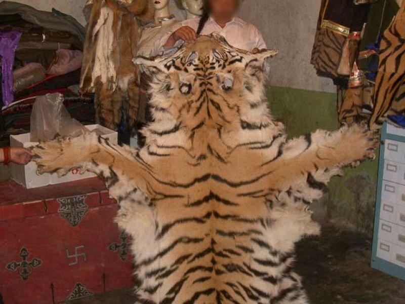 Jaque al tigre por el comercio ilegal de su piel