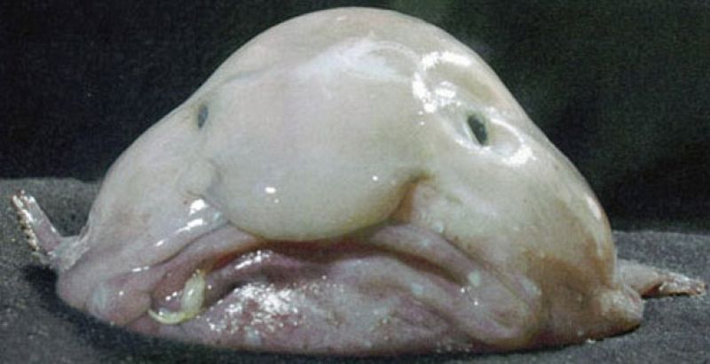 El gigantesco catálogo del fondo del mar