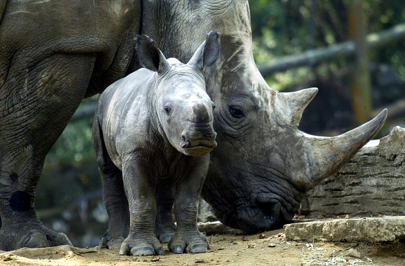 Patrullas especiales para proteger a los rinocerontes en Sudáfrica