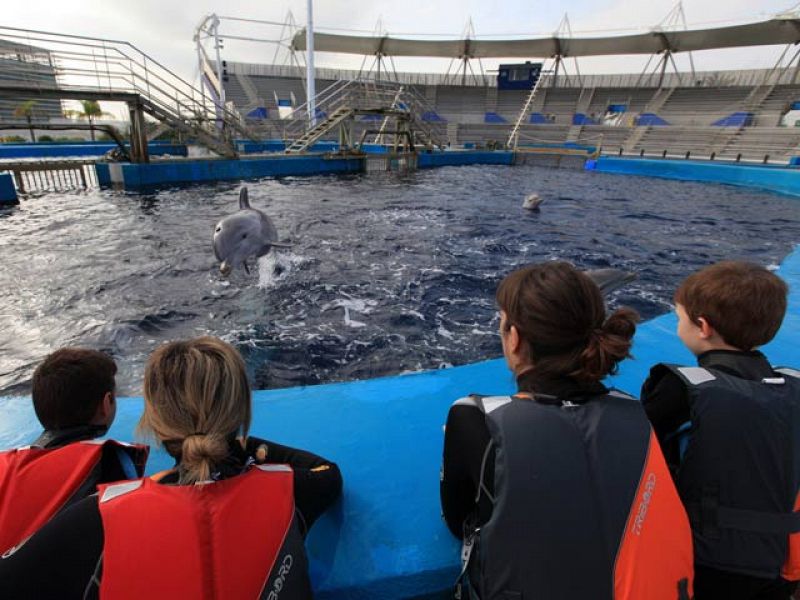 El poder terapéutico de los delfines