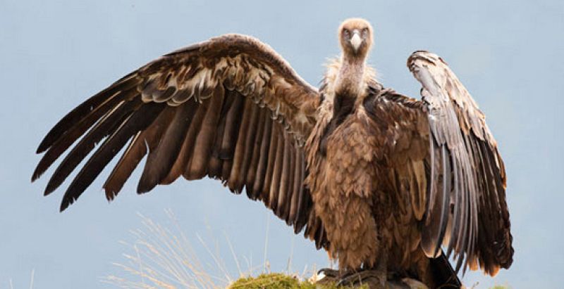 Las fotos más bellas de la vida salvaje