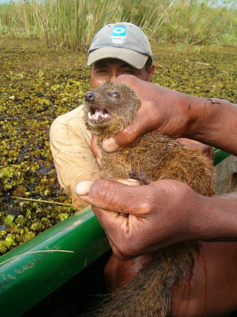 La 'mangosta de Durrell', el nuevo mamífero carnívoro descubierto en Madagascar