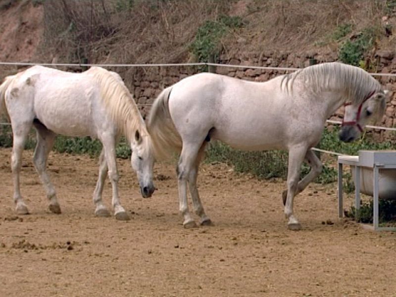 El Escarabajo Verde (15/10/2010): Mascotas con fecha de caducidad
