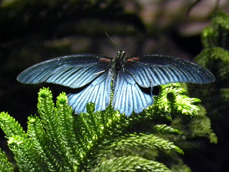 Ciientos de mariposas tropicales visitan Nueva York en el Museo de Historia Natural