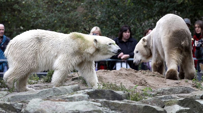 El oso Knut, acorralado por tres hembras