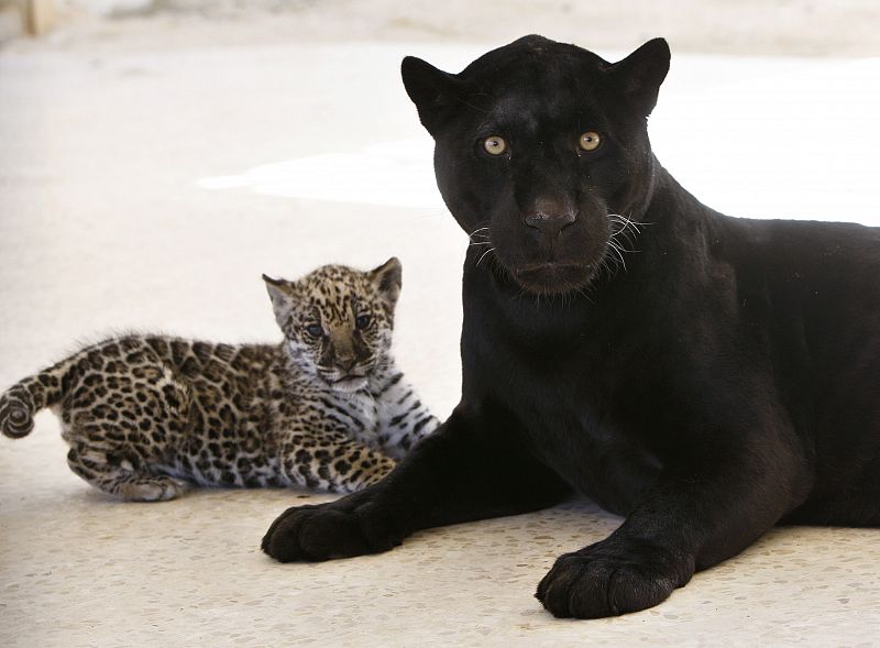 Los 'modelos de camuflaje' de los grandes felinos