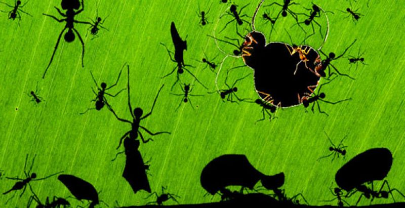 'Maravilla de hormigas', la mejor foto de la vida salvaje del año
