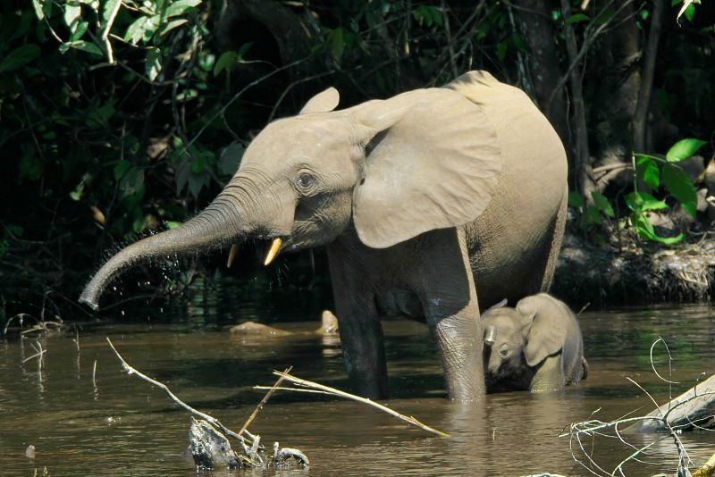 Cien elefantes aterrorizan a un pueblo de Camerún
