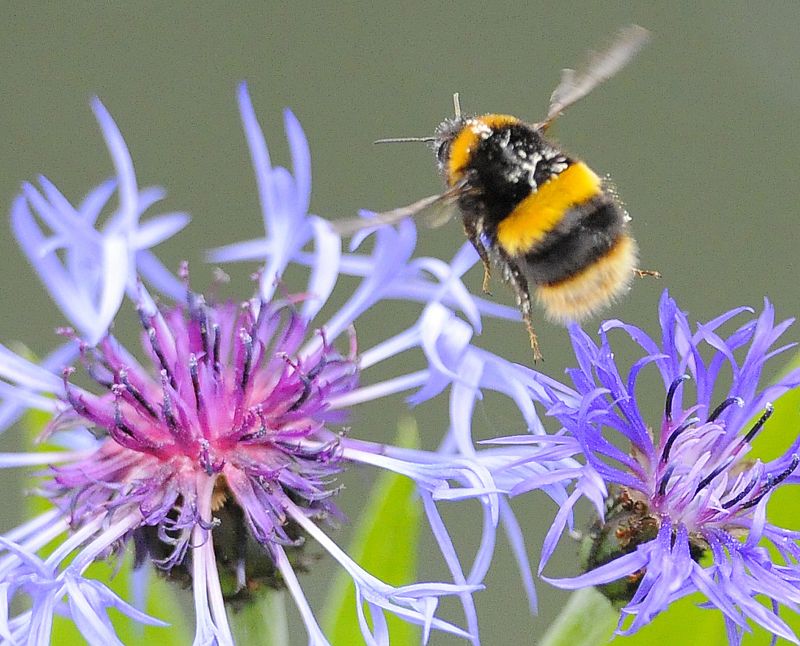Las abejas 'piensan' más rápido que un ordenador