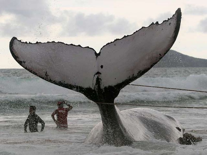 Muere una ballena varada en Brasil a pesar de la lucha desesperada para salvarla